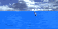 delfiner følger ofte skibet