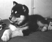 slædehundehvalp