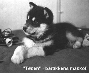 slædehundehvalp, barakkens maskot